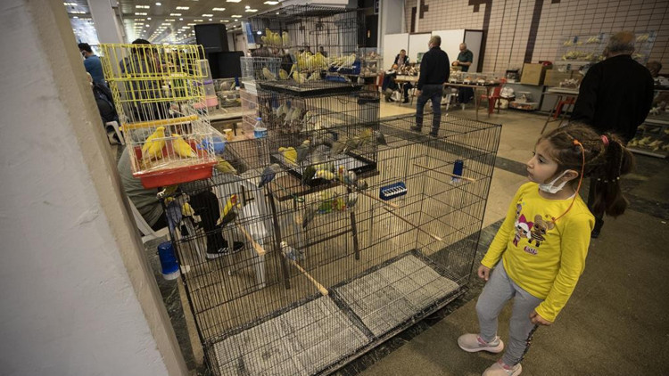 4 bin 453 kuş yarıştı