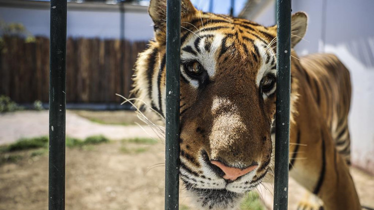 Teşhire dur Teşhire dur