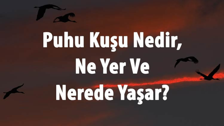 Puhu Kuşu Nedir, Ne Yer Ve Nerede Yaşar Puhu Kuşu Özellikleri