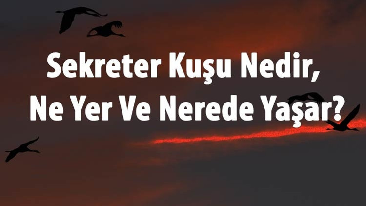 Sekreter Kuşu Nedir, Ne Yer Ve Nerede Yaşar Sekreter Kuşu Özellikleri Ve Türleri