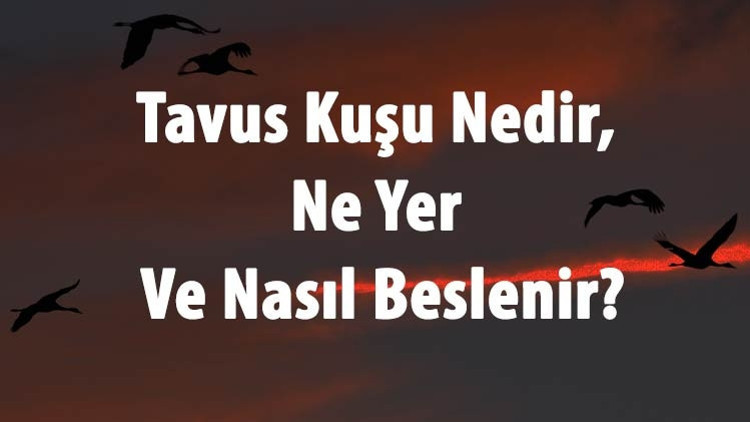 Tavus Kuşu Nedir, Ne Yer Ve Nasıl Beslenir Tavuz Kuşu Uçar Mı Ve Özellikleri Neler