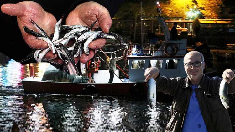 Müsilaj bazı şeyleri götürdü ama... Hamsi bitti lüfer bollaştı gırgırlar kaçtı Marmarada neler oluyor