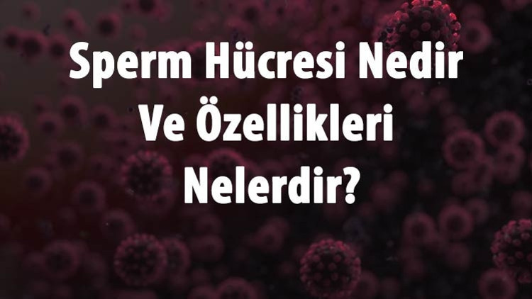 Sperm Hücresi Nedir Ve Özellikleri Nelerdir Sperm Hücresi Kaç Kromozomdur, Nasıl Oluşur Ve Kaç Gün Yaşar
