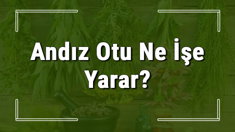 Andız otu nedir, ne işe yarar ve nerede yetişir Andız otunun faydaları nelerdir ve neye iyi gelir