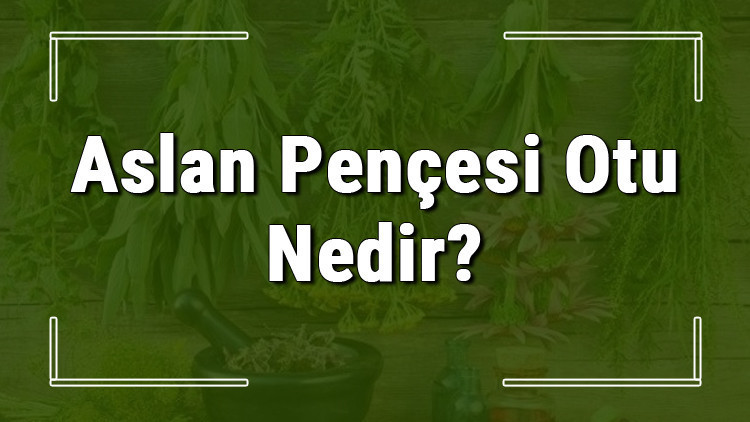 Aslan pençesi otu nedir, ne işe yarar ve nerede yetişir Aslan pençesi otunun faydaları nelerdir ve neye iyi gelir