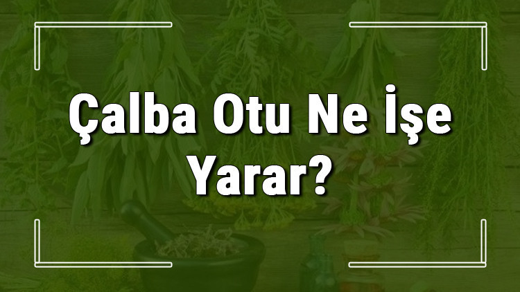 Çalba otu nedir, ne işe yarar ve nerede yetişir Çalba otunun faydaları nelerdir ve neye iyi gelir