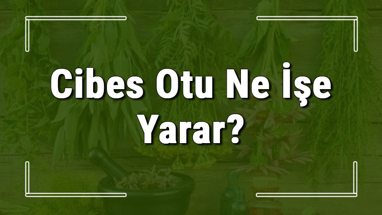Cibes otu nedir, ne işe yarar ve nerede yetişir Cibes otunun faydaları nelerdir ve neye iyi gelir Cibes otu nedir, ne işe yarar ve nerede yetişir Cibes otunun faydaları nelerdir ve neye iyi gelir