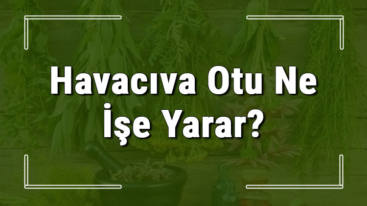 Havacıva otu nedir, ne işe yarar ve nerede yetişir Havacıva otunun faydaları nelerdir ve neye iyi gelir Havacıva otu nedir, ne işe yarar ve nerede yetişir Havacıva otunun faydaları nelerdir ve neye iyi gelir