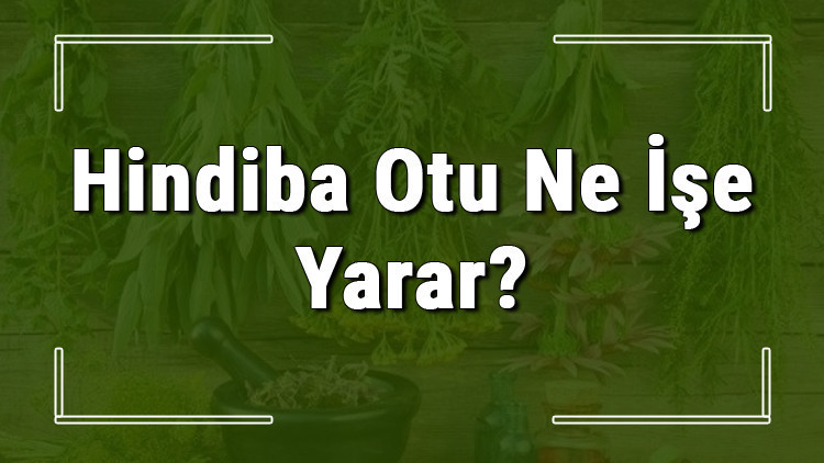 Hindiba otu nedir, ne işe yarar ve nerede yetişir Hindiba otunun faydaları nelerdir ve neye iyi gelir