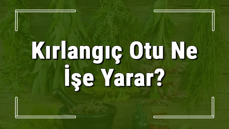 Kırlangıç otu nedir, ne işe yarar ve nerede yetişir Kırlangıç otunun faydaları nelerdir ve neye iyi gelir
