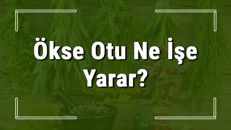Ökse otu nedir, ne işe yarar ve nerede yetişir Ökse otunun faydaları nelerdir ve neye iyi gelir