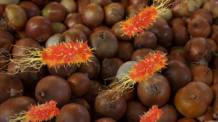 ABDde salmonella salgını... Uyarı geldi: Soğanlarınızı hemen çöpe atın ABDde salmonella salgını... Uyarı geldi: Soğanlarınızı hemen çöpe atın