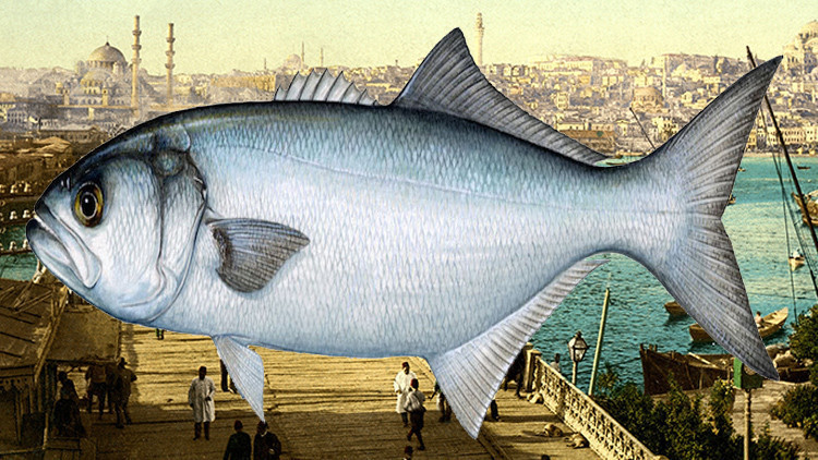 Vay lüfer vay... İstanbulun simgesi küllerinden doğuyor Vay lüfer vay... İstanbulun simgesi küllerinden doğuyor