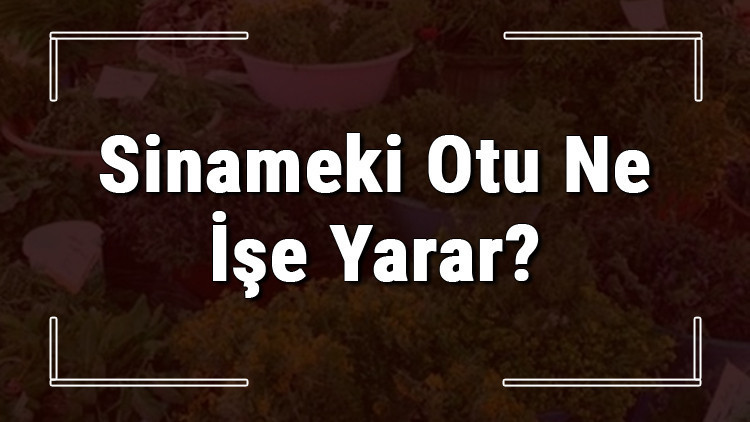 Sinameki otu nedir, ne işe yarar ve nerede yetişir Sinameki otunun faydaları nelerdir ve neye iyi gelir