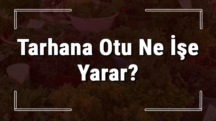Tarhana otu nedir, ne işe yarar ve nerede yetişir Tarhana otunun faydaları nelerdir ve neye iyi gelir