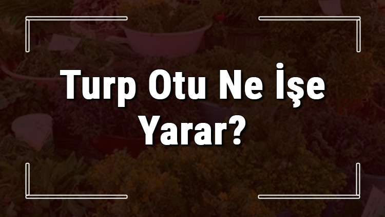 Turp otu nedir, ne işe yarar ve nerede yetişir Turp otunun faydaları nelerdir ve neye iyi gelir Turp otu nedir, ne işe yarar ve nerede yetişir Turp otunun faydaları nelerdir ve neye iyi gelir
