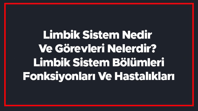 Limbik Sistem Nedir Ve Görevleri Nelerdir Limbik Sistem Bölümleri, Fonksiyonları Ve Hastalıkları