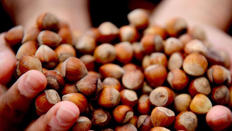 Fındık fiyatları düşüşe geçti Fındık fiyatları düşüşe geçti