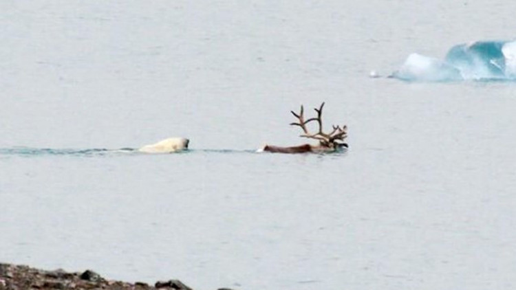 Fok bulamayınca geyik avlıyorlar