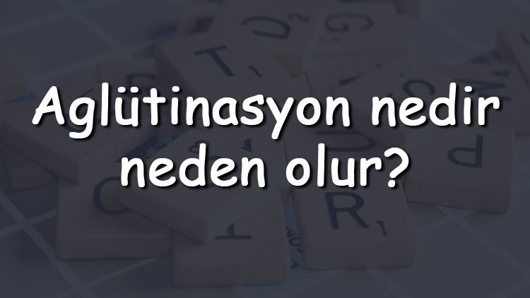Aglütinasyon nedir, neden olur Aglitülasyon pozitif veya negatif çıkarsa ne olur