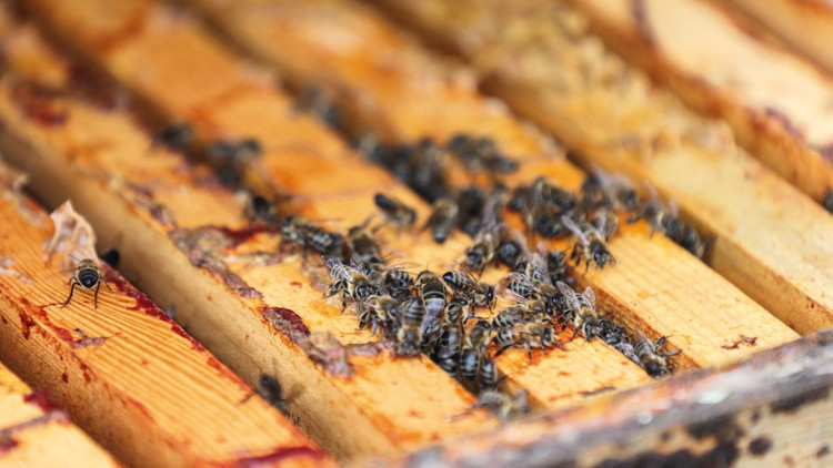 Kuraklık balı vurdu