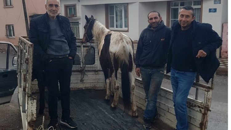 Atını ve tayını dedektif gibi iz sürerek buldu Atını ve tayını dedektif gibi iz sürerek buldu