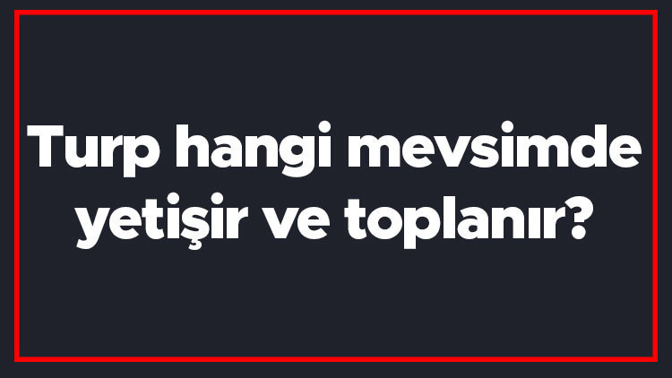 Turp hangi mevsimde yetişir ve toplanır Turp en taze hangi ayda markette olur ve bulunur Turp hangi mevsimde yetişir ve toplanır Turp en taze hangi ayda markette olur ve bulunur