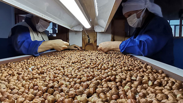 Fındıkta ilk çeyrekte 140 bin ton ihracat Fındıkta ilk çeyrekte 140 bin ton ihracat