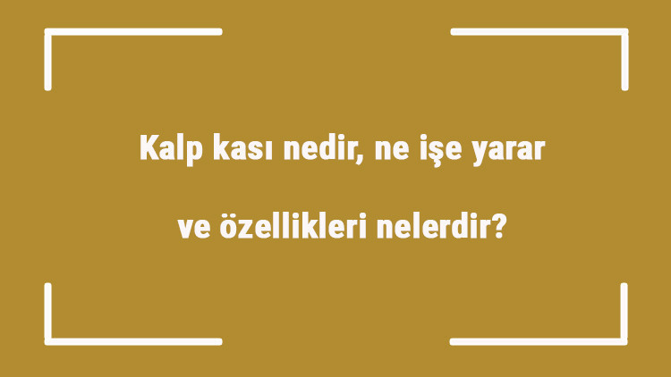 Kalp kası nedir, ne işe yarar ve özellikleri nelerdir Kalp kası rahatsızlıkları hakkında bilgi