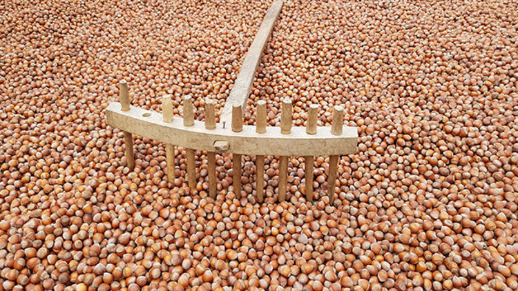 122 ülkeye, 344 bin ton fındık ihraç edildi