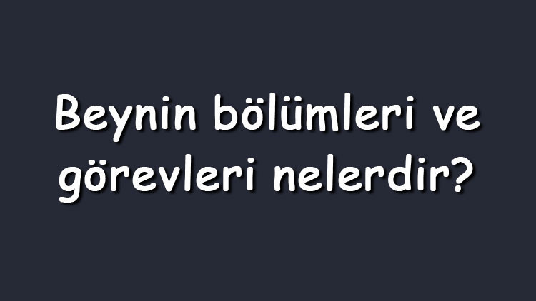 Beynin bölümleri ve görevleri nelerdir Beynin bölümlerinin fonksiyonları