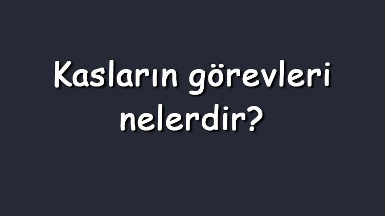 Kasların görevleri nelerdir Vücuttaki kasların çeşitleri, özellikleri ve işlevleri