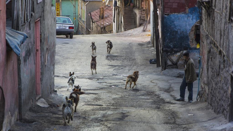 Hacı Bayram sakinleri köpeklerden tedirgin