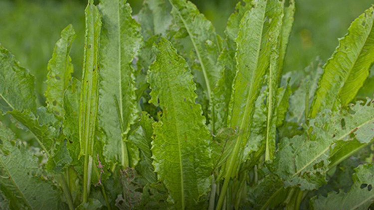 Evelik Otu Nedir, Nerede Yetişir İşte, Evelik Otu Faydaları