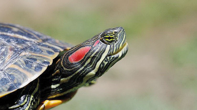 İşte Türkiye’deki 6 istilacı