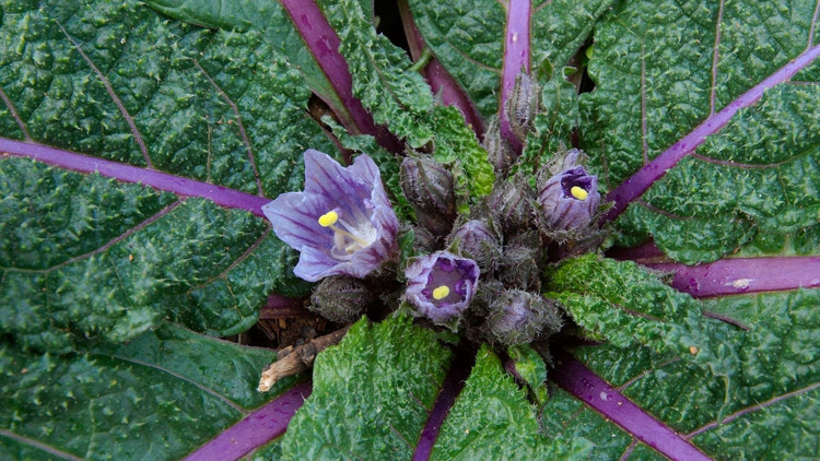 Varlığın ‘çıt’ sesi: Bitkiler