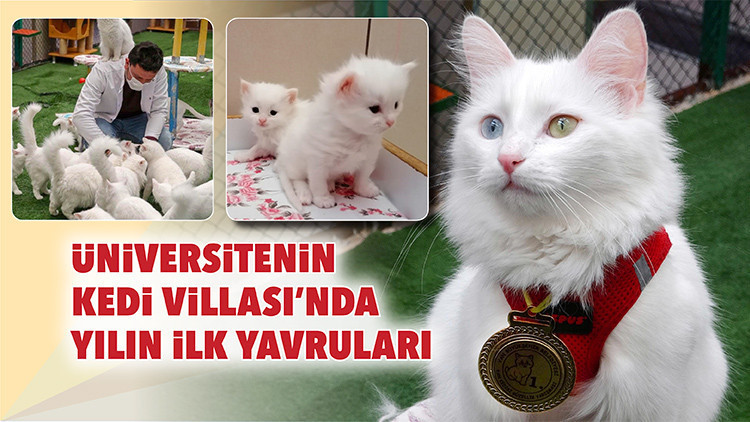 Üniversitenin Kedi Villasında yılın ilk yavruları