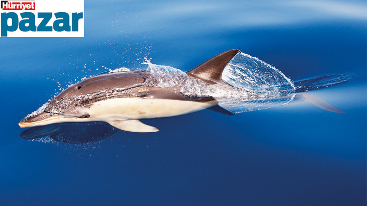 Doğada ne var ne yok