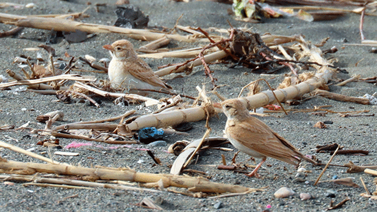 KUŞ CENNETİ CAN ÇEKİŞİYOR KUŞ CENNETİ CAN ÇEKİŞİYOR