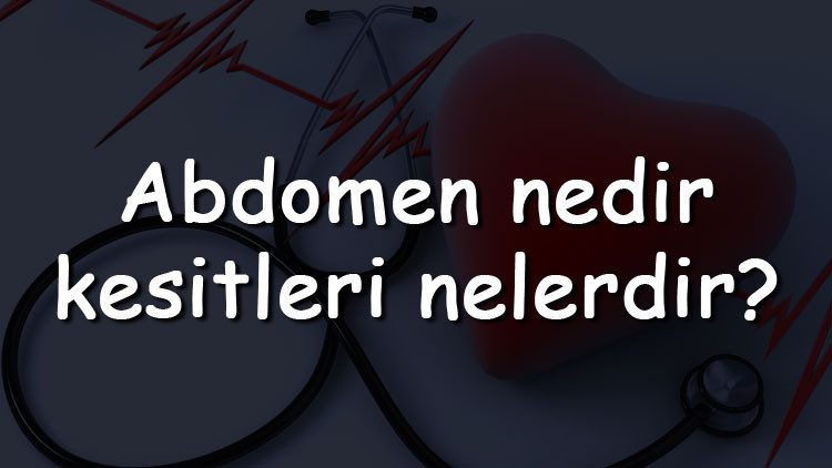 Abdomen nedir, kesitleri nelerdir Üst ve alt abdomen by bulgusu nedir