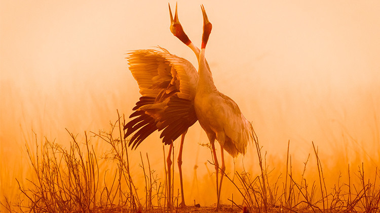 Dünyanın en sadık kuşları turnalar şimdi ilişkilerine üçüncüyü dahil ediyor… Sebebi ise tahmin ettiğinizden çok farklı Dünyanın en sadık kuşları turnalar şimdi ilişkilerine üçüncüyü dahil ediyor… Sebebi ise tahmin ettiğinizden çok farklı