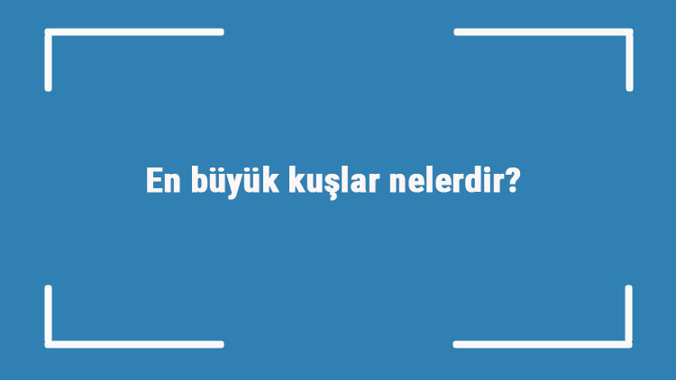 En büyük kuşlar nelerdir En büyük kuş türleri ve isimleri En büyük kuşlar nelerdir En büyük kuş türleri ve isimleri
