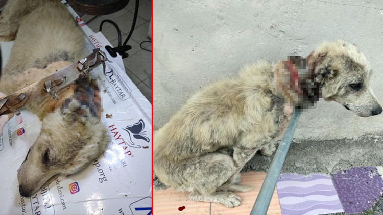 Yürek yakan görüntü Köpeğe demir tasma ile işkence