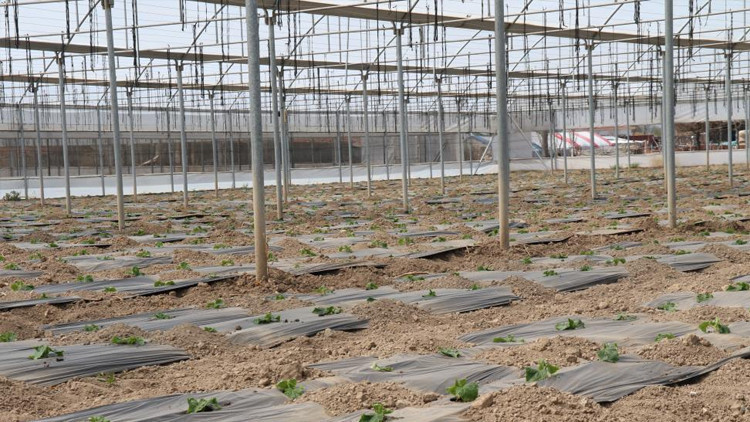 Hasat başladı Ucuz sebzeler tezgahlara gelecek Hasat başladı Ucuz sebzeler tezgahlara gelecek