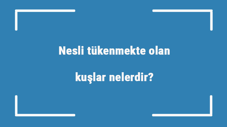 Nesli tükenmekte olan kuşlar nelerdir