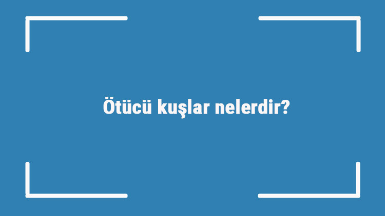 Ötücü kuşlar nelerdir Öten kuşların türleri ve isimleri