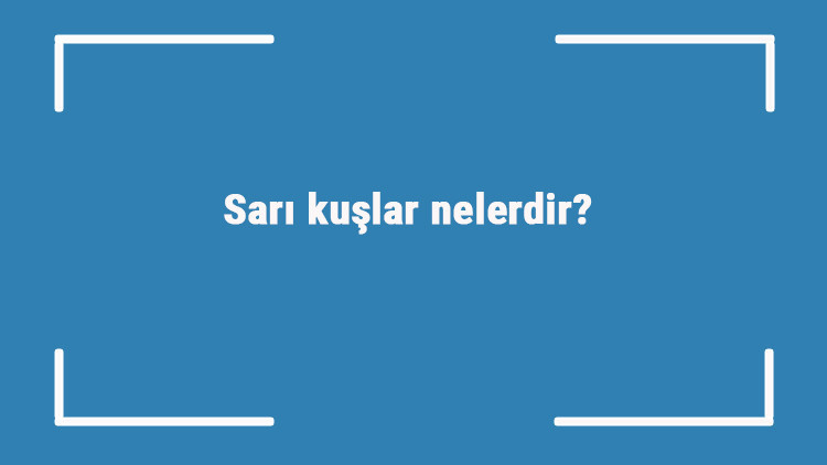 Sarı kuşlar nelerdir Sarı renge sahip kuş türleri ve isimleri