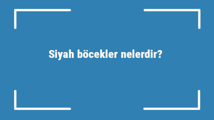 Siyah böcekler nelerdir siyah böcek türleri ve isimleri Siyah böcekler nelerdir siyah böcek türleri ve isimleri