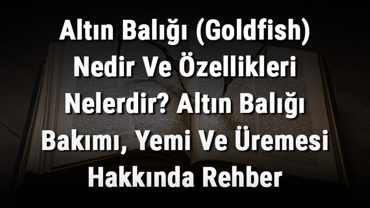 Altın Balığı (Goldfish) Nedir Ve Özellikleri Nelerdir Altın Balığı Bakımı, Yemi Ve Üremesi Hakkında Rehber