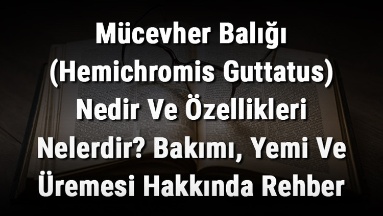 Mücevher Balığı (Hemichromis Guttatus) Nedir Ve Özellikleri Nelerdir Bakımı, Yemi Ve Üremesi Hakkında Rehber